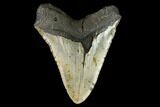 Huge, Fossil Megalodon Tooth - North Carolina #124430-2